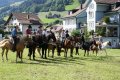 Pferde-Show